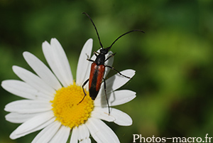 Leptura melanura_Femelle